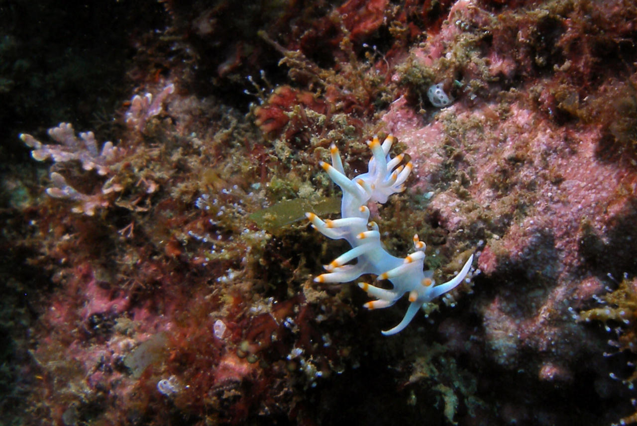 Flabellina macassarana